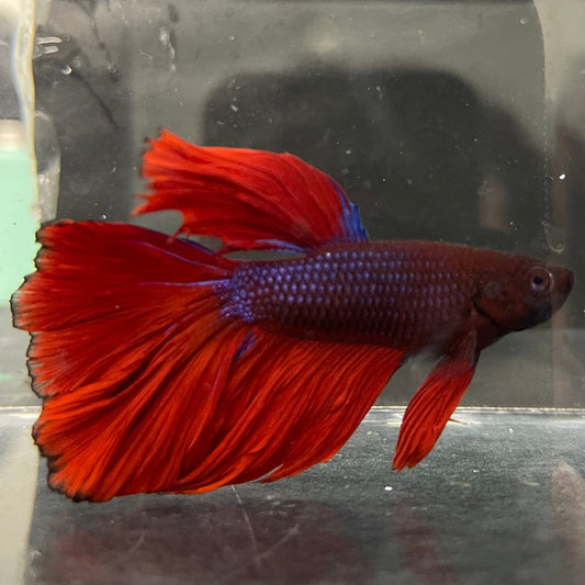 the-fish-farm Male Betta Male Betta - One Only - 6 Choose your favourite Male Betta from The Fish Farm Australia