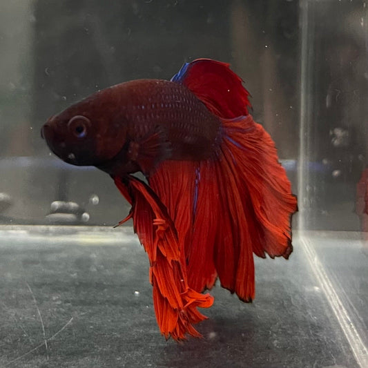 the-fish-farm Male Betta Male Betta - One Only - 6 Choose your favourite Male Betta from The Fish Farm Australia