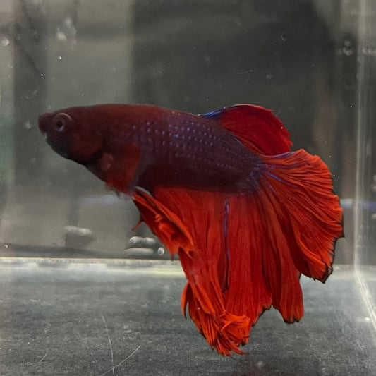 the-fish-farm Male Betta Male Betta - One Only - 6 Choose your favourite Male Betta from The Fish Farm Australia