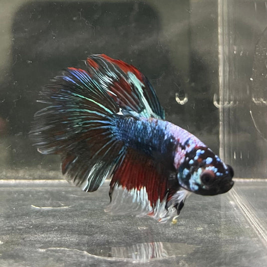 the-fish-farm Male Betta Male Betta - One Only - 6 Choose your favourite Male Betta from The Fish Farm Australia
