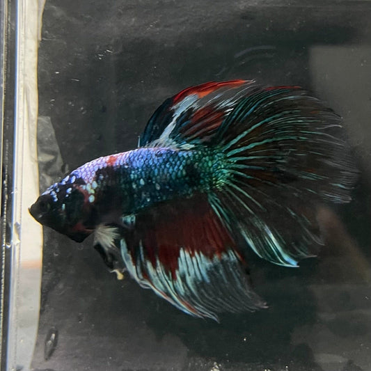 the-fish-farm Male Betta Male Betta - One Only - 6 Choose your favourite Male Betta from The Fish Farm Australia