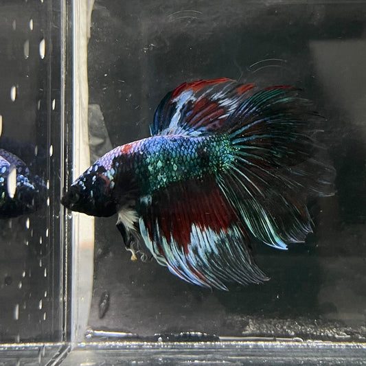 the-fish-farm Male Betta Male Betta - One Only - 6 Choose your favourite Male Betta from The Fish Farm Australia