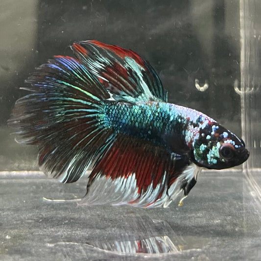 the-fish-farm Male Betta Male Betta - One Only - 6 Choose your favourite Male Betta from The Fish Farm Australia