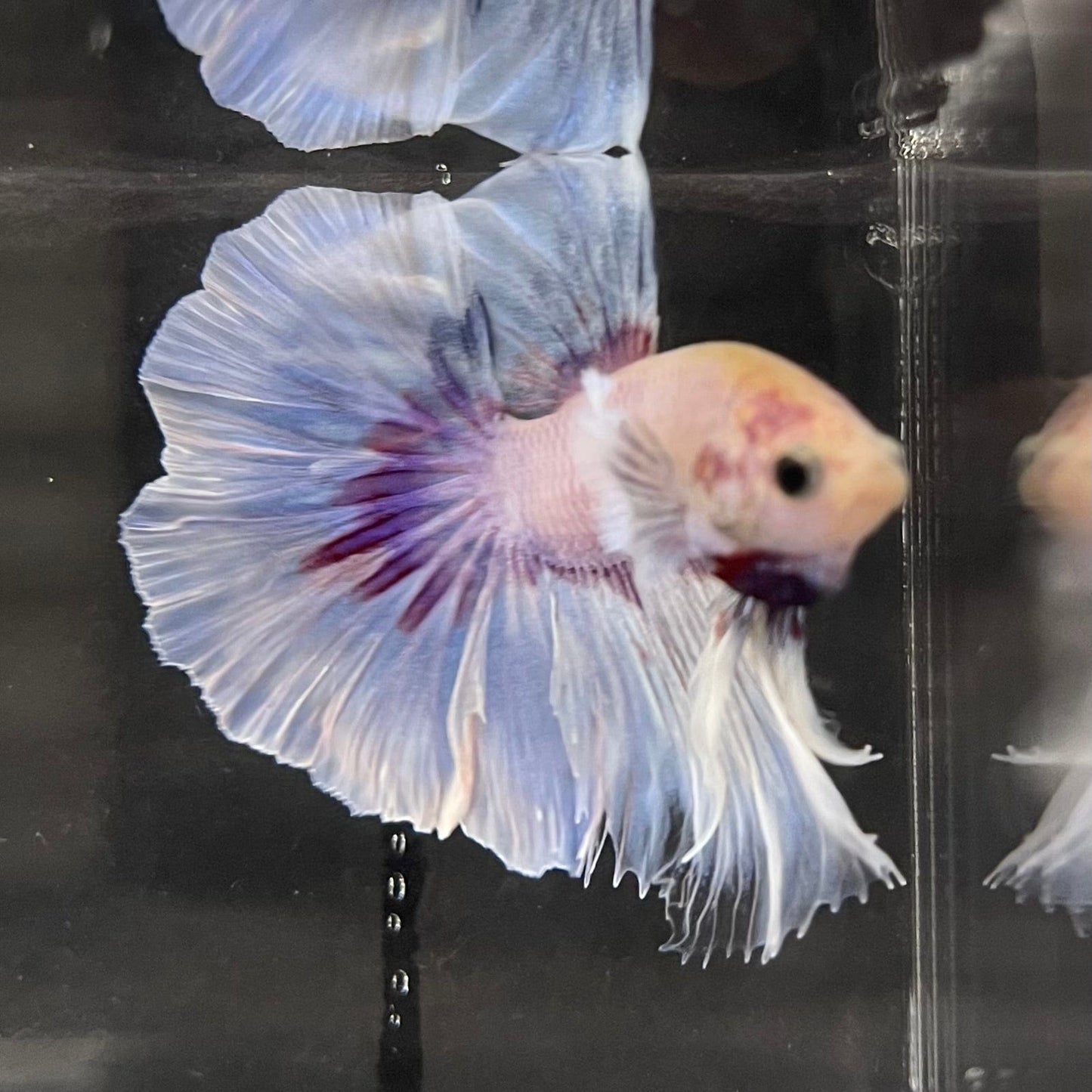 the-fish-farm Male Betta Male Betta - One Only - 6 Choose your favourite Male Betta from The Fish Farm Australia