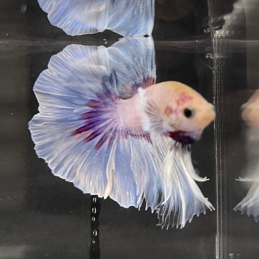 the-fish-farm Male Betta Male Betta - One Only - 6 Choose your favourite Male Betta from The Fish Farm Australia