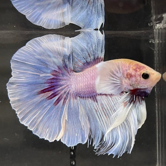 the-fish-farm Male Betta Male Betta - One Only - 6 Choose your favourite Male Betta from The Fish Farm Australia