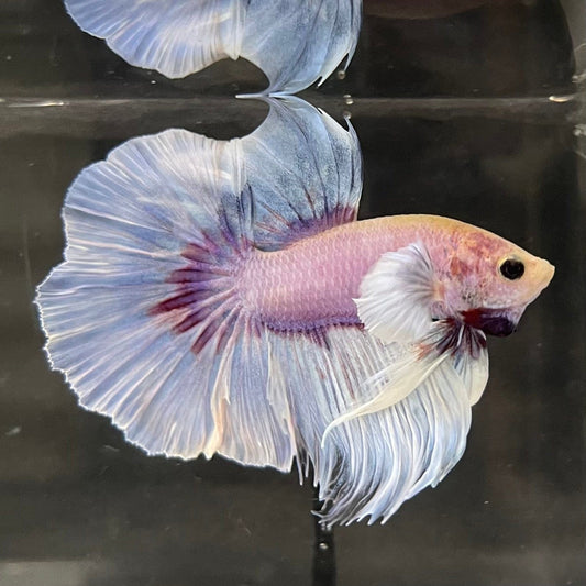 the-fish-farm Male Betta Male Betta - One Only - 6 Choose your favourite Male Betta from The Fish Farm Australia