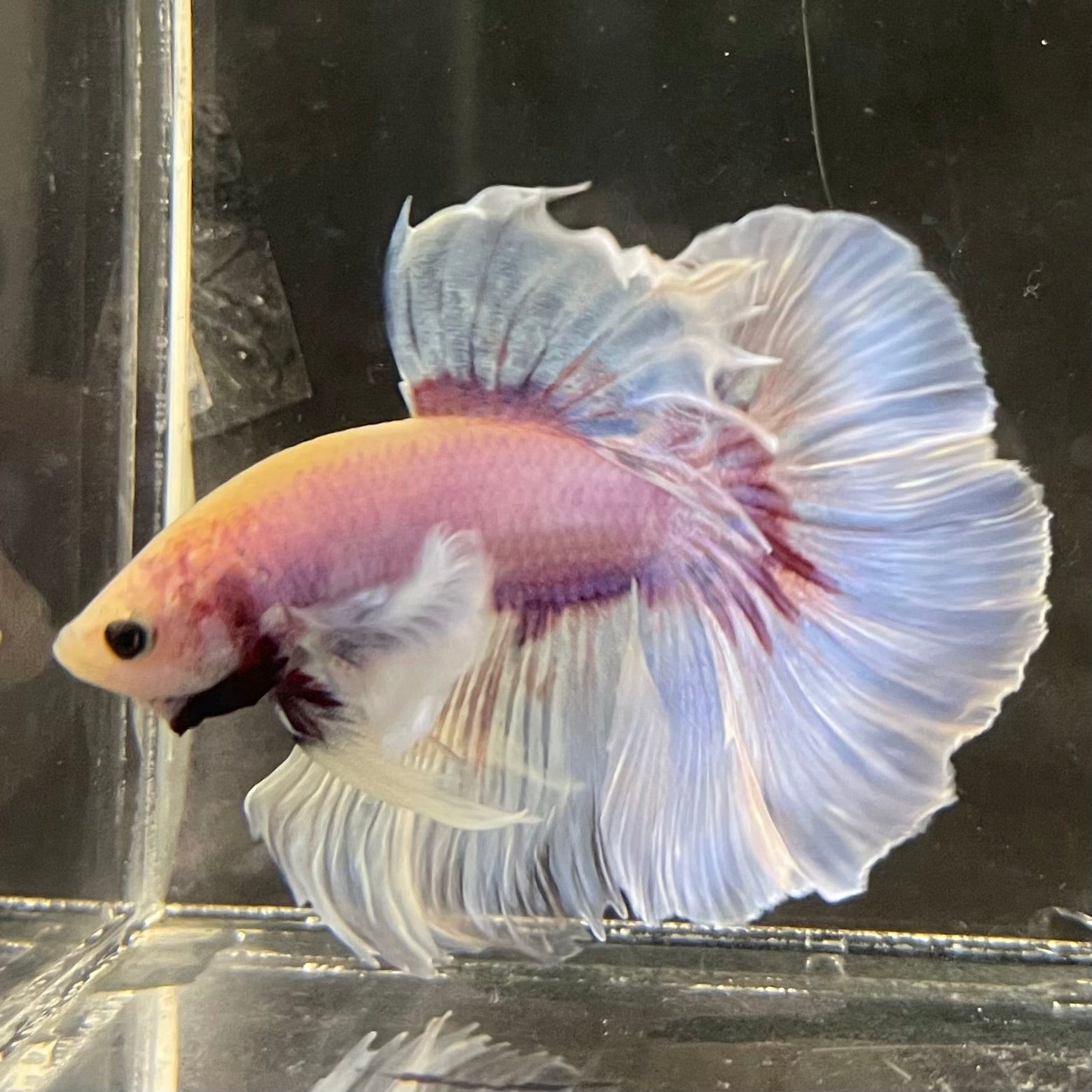 the-fish-farm Male Betta Male Betta - One Only - 6 Choose your favourite Male Betta from The Fish Farm Australia