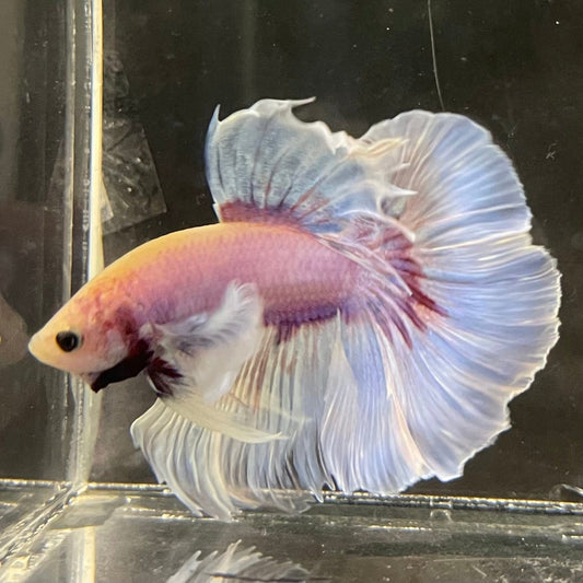 the-fish-farm Male Betta Male Betta - One Only - 6 Choose your favourite Male Betta from The Fish Farm Australia
