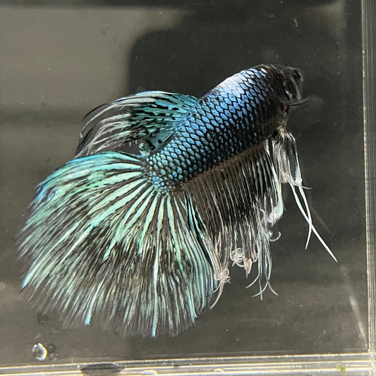 the-fish-farm Male Betta Male Betta - One Only - 6 Choose your favourite Male Betta from The Fish Farm Australia