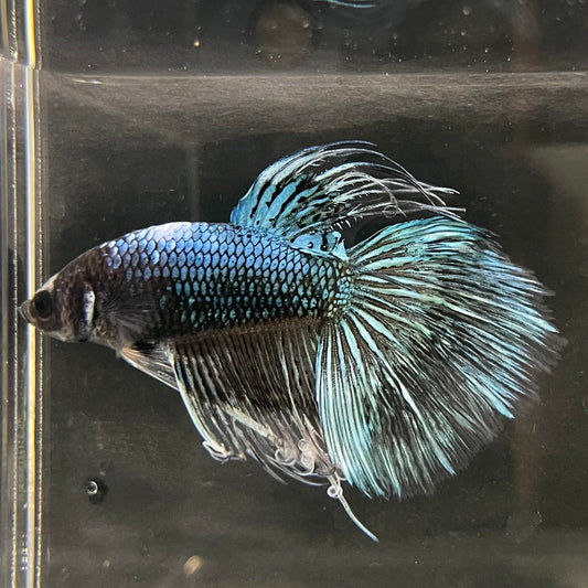 the-fish-farm Male Betta Male Betta - One Only - 6 Choose your favourite Male Betta from The Fish Farm Australia