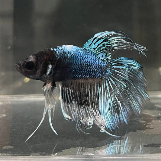 the-fish-farm Male Betta Male Betta - One Only - 6 Choose your favourite Male Betta from The Fish Farm Australia