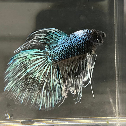 the-fish-farm Male Betta Male Betta - One Only - 6 Choose your favourite Male Betta from The Fish Farm Australia