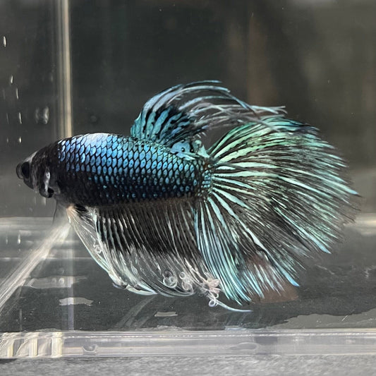 the-fish-farm Male Betta Male Betta - One Only - 6 Choose your favourite Male Betta from The Fish Farm Australia