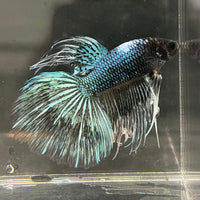 the-fish-farm Male Betta Male Betta - One Only - 6 Choose your favourite Male Betta from The Fish Farm Australia
