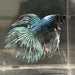 the-fish-farm Male Betta Male Betta - One Only - 6 Choose your favourite Male Betta from The Fish Farm Australia