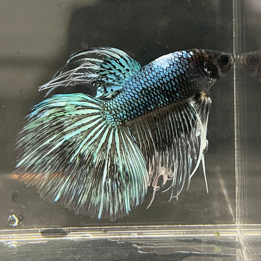 the-fish-farm Male Betta Male Betta - One Only - 6 Choose your favourite Male Betta from The Fish Farm Australia