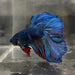 the-fish-farm Male Betta Male Betta - One Only - 6 Choose your favourite Male Betta from The Fish Farm Australia