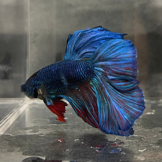 the-fish-farm Male Betta Male Betta - One Only - 6 Choose your favourite Male Betta from The Fish Farm Australia
