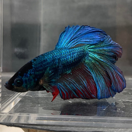 the-fish-farm Male Betta Male Betta - One Only - 6 Choose your favourite Male Betta from The Fish Farm Australia