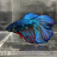 the-fish-farm Male Betta Male Betta - One Only - 6 Choose your favourite Male Betta from The Fish Farm Australia