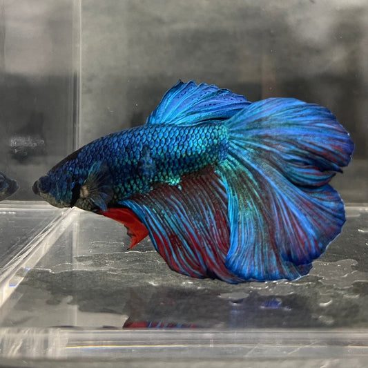 the-fish-farm Male Betta Male Betta - One Only - 6 Choose your favourite Male Betta from The Fish Farm Australia