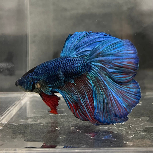 the-fish-farm Male Betta Male Betta - One Only - 6 Choose your favourite Male Betta from The Fish Farm Australia