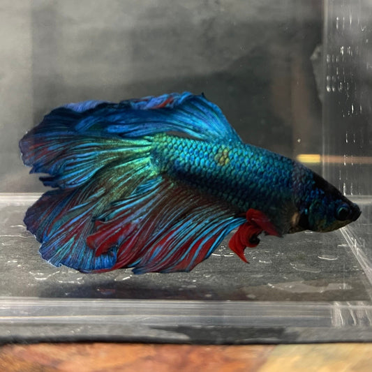 the-fish-farm Male Betta Male Betta - One Only - 6 Choose your favourite Male Betta from The Fish Farm Australia