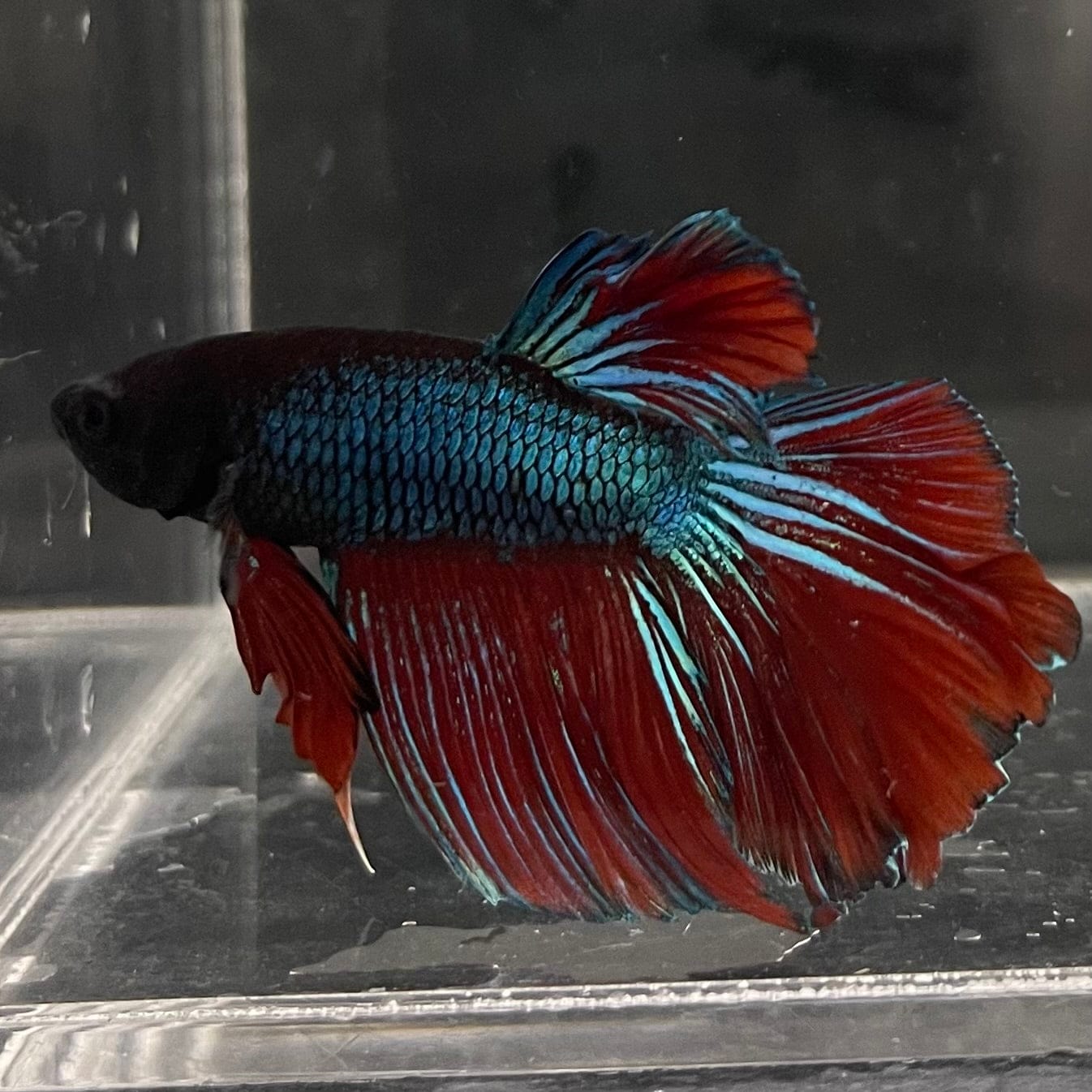 the-fish-farm Male Betta Male Betta - One Only - 6 Choose your favourite Male Betta from The Fish Farm Australia