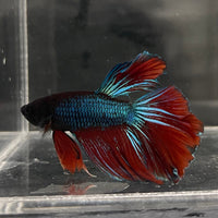 the-fish-farm Male Betta Male Betta - One Only - 6 Choose your favourite Male Betta from The Fish Farm Australia