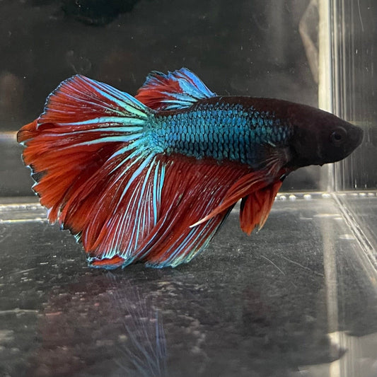 the-fish-farm Male Betta Male Betta - One Only - 6 Choose your favourite Male Betta from The Fish Farm Australia