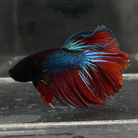 the-fish-farm Male Betta Male Betta - One Only - 6 Choose your favourite Male Betta from The Fish Farm Australia