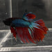 the-fish-farm Male Betta Male Betta - One Only - 6 Choose your favourite Male Betta from The Fish Farm Australia