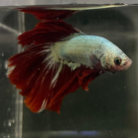 the-fish-farm Male Betta Male Betta - One Only - 6 Choose your favourite Male Betta from The Fish Farm Australia