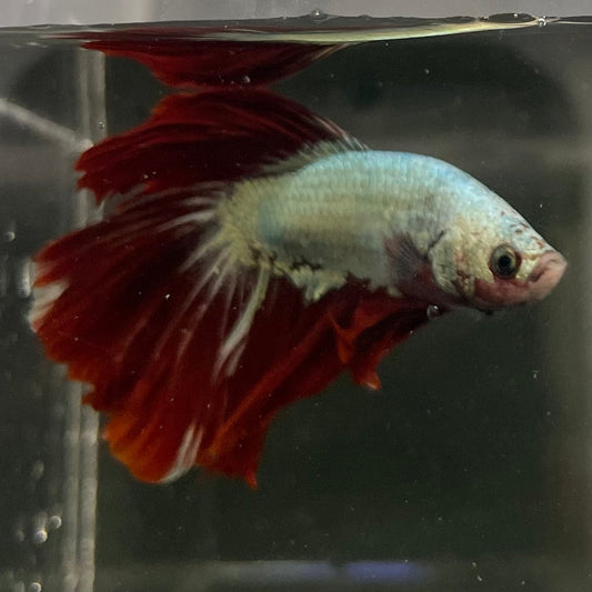 the-fish-farm Male Betta Male Betta - One Only - 6 Choose your favourite Male Betta from The Fish Farm Australia