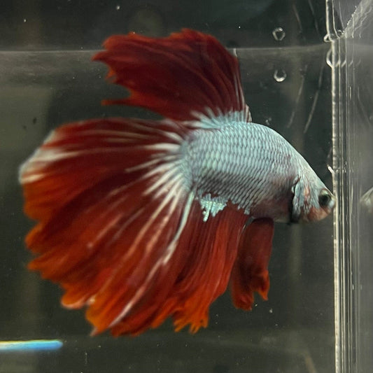 the-fish-farm Male Betta Male Betta - One Only - 6 Choose your favourite Male Betta from The Fish Farm Australia