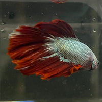 the-fish-farm Male Betta Male Betta - One Only - 6 Choose your favourite Male Betta from The Fish Farm Australia