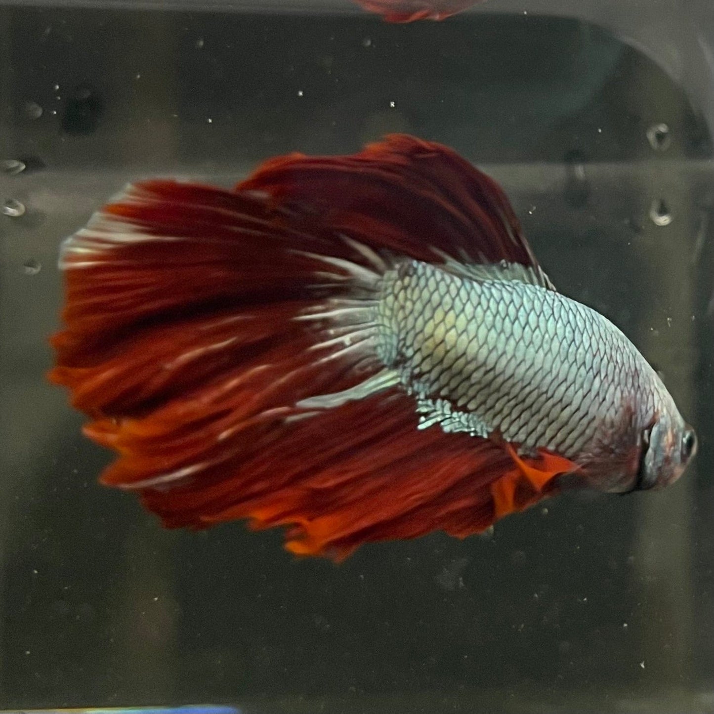 the-fish-farm Male Betta Male Betta - One Only - 6 Choose your favourite Male Betta from The Fish Farm Australia