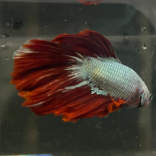 the-fish-farm Male Betta Male Betta - One Only - 6 Choose your favourite Male Betta from The Fish Farm Australia