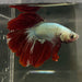 the-fish-farm Male Betta Male Betta - One Only - 6 Choose your favourite Male Betta from The Fish Farm Australia