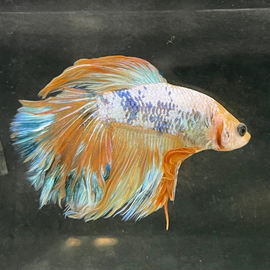 the-fish-farm Male Betta Male Betta - One Only - 6 Choose your favourite Male Betta from The Fish Farm Australia