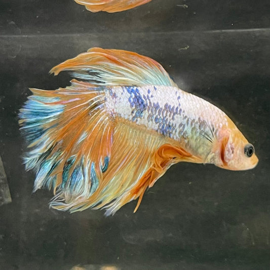 the-fish-farm Male Betta Male Betta - One Only - 6 Choose your favourite Male Betta from The Fish Farm Australia