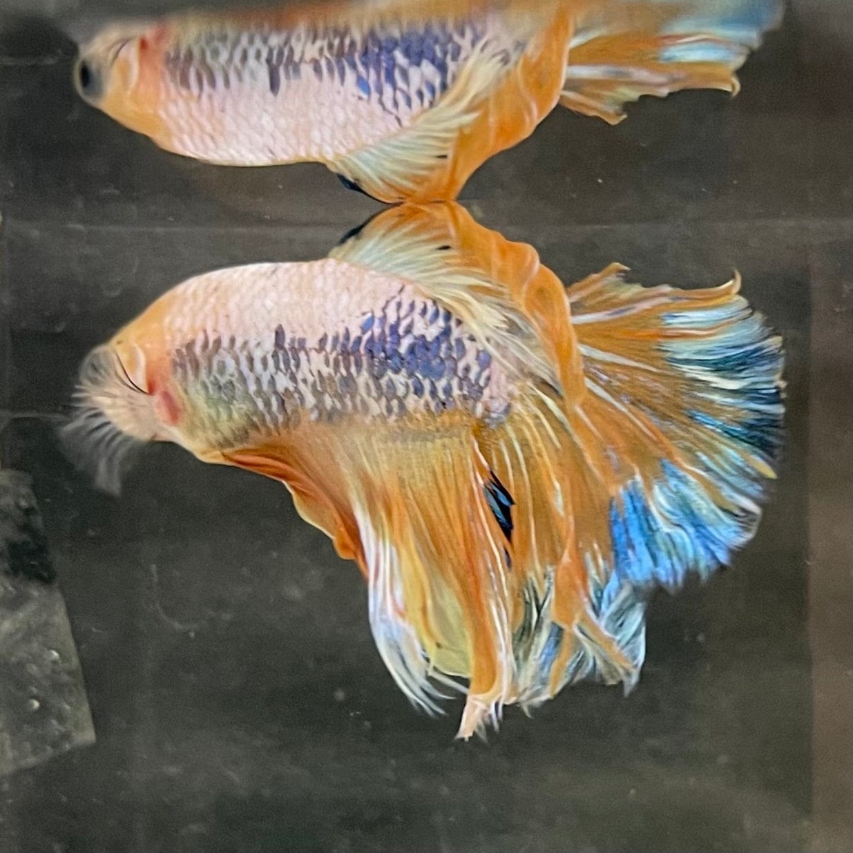 the-fish-farm Male Betta Male Betta - One Only - 6 Choose your favourite Male Betta from The Fish Farm Australia