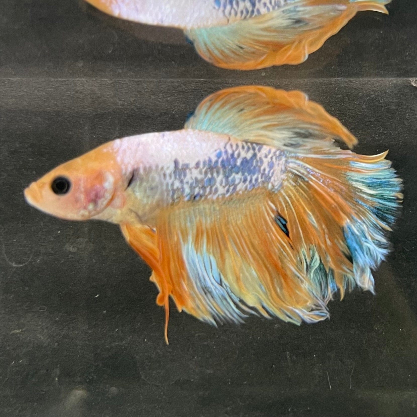 the-fish-farm Male Betta Male Betta - One Only - 6 Choose your favourite Male Betta from The Fish Farm Australia