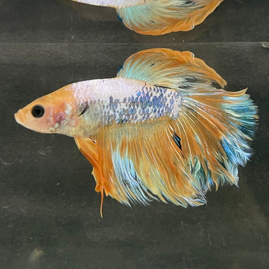 the-fish-farm Male Betta Male Betta - One Only - 6 Choose your favourite Male Betta from The Fish Farm Australia