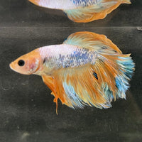 the-fish-farm Male Betta Male Betta - One Only - 6 Choose your favourite Male Betta from The Fish Farm Australia