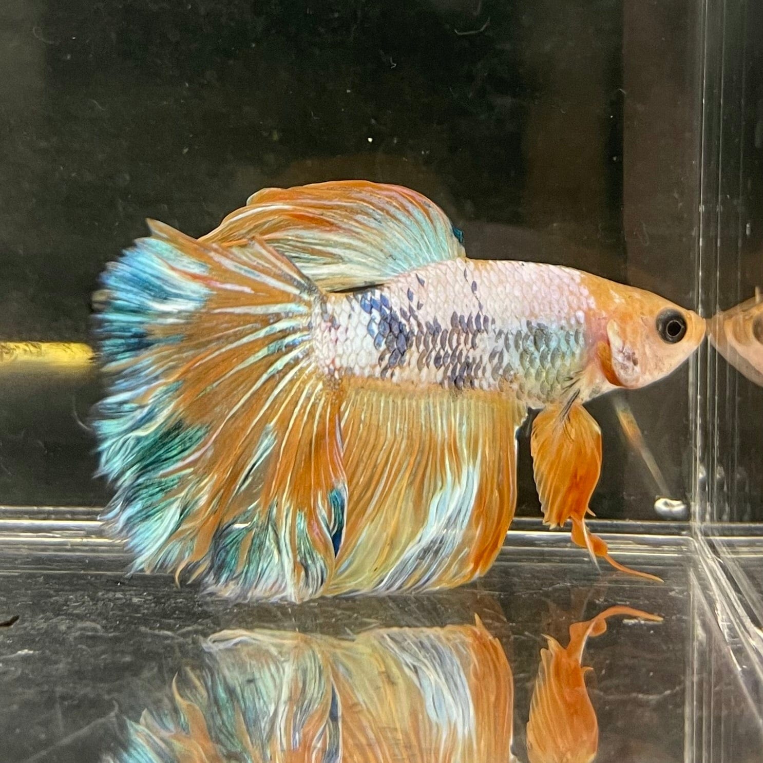 the-fish-farm Male Betta Male Betta - One Only - 6 Choose your favourite Male Betta from The Fish Farm Australia