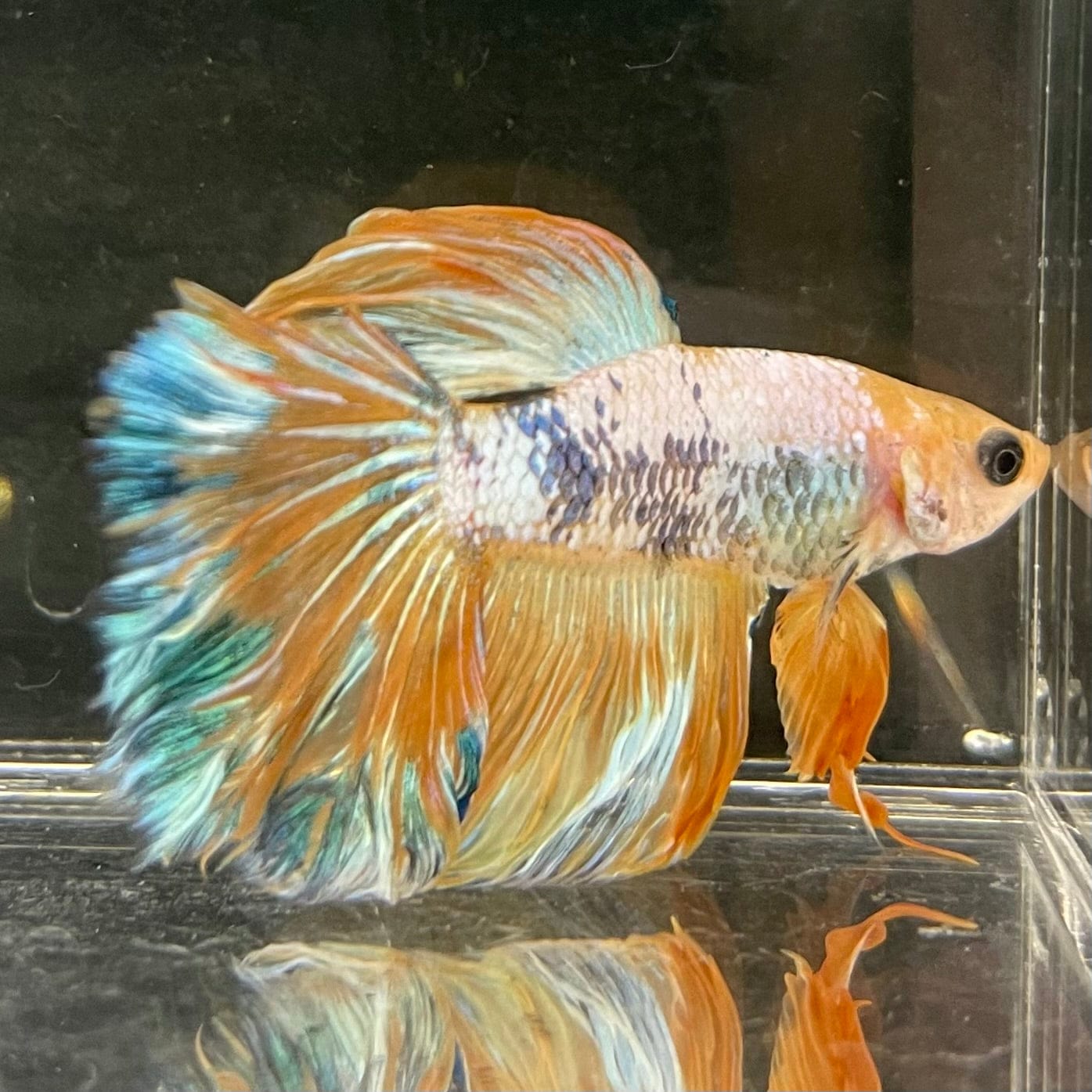 the-fish-farm Male Betta Male Betta - One Only - 6 Choose your favourite Male Betta from The Fish Farm Australia