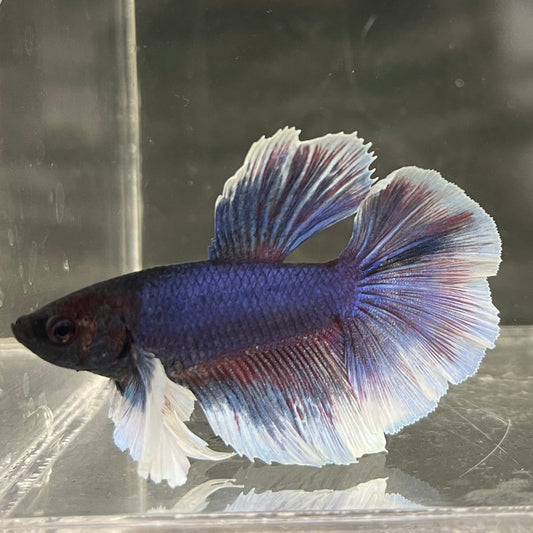 the-fish-farm Male Betta Male Betta - One Only - 6 Choose your favourite Male Betta from The Fish Farm Australia