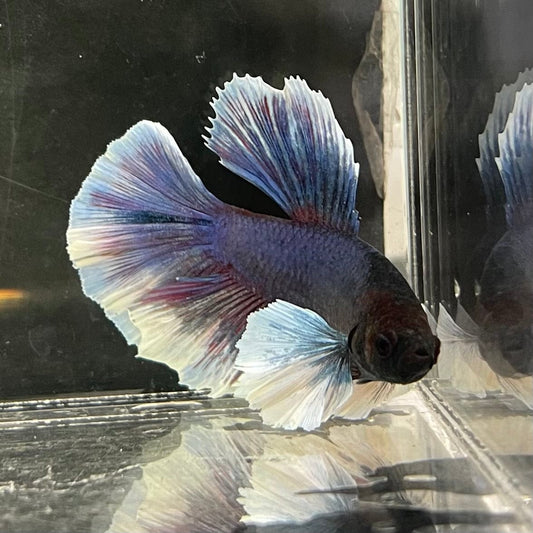 the-fish-farm Male Betta Male Betta - One Only - 6 Choose your favourite Male Betta from The Fish Farm Australia